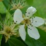 Perenboom 'Bonne Louise' laagstam
